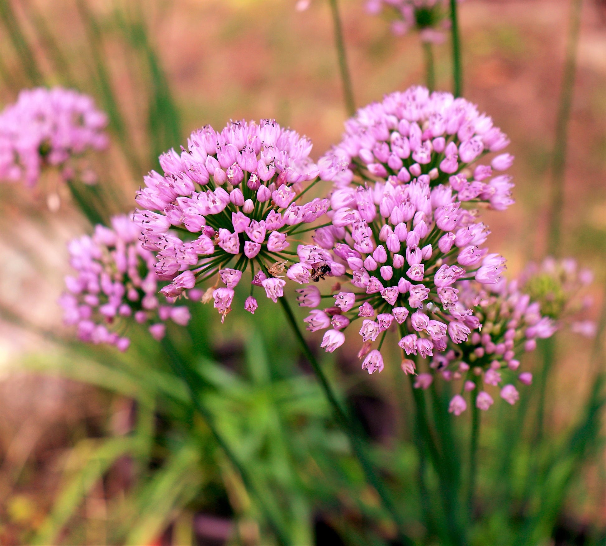 wild garlic flower seeds 10 MOUSE GARLIC Allium Angulosum Wild Garlic Pink Flower Herb Seeds