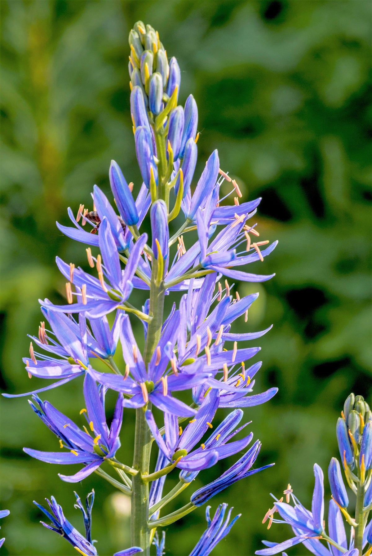 20 Blue LARGE CAMAS Camassia Leichtlinii Quamasia Great Camass Native ...