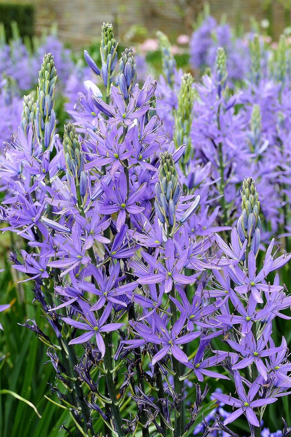 20 Blue LARGE CAMAS Camassia Leichtlinii Quamasia Great Camass Native 20-blue-large-camas-camassia-leichtlinii-quamasia-great-camass-native