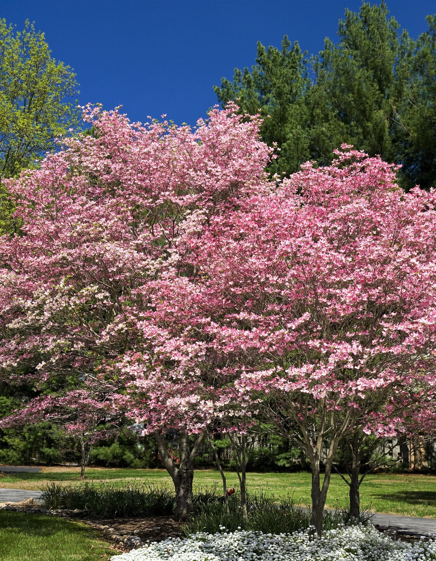 5 PINK FLOWERING DOGWOOD Tree Cornus Florida Rubra Native Ornamental Tree Seeds