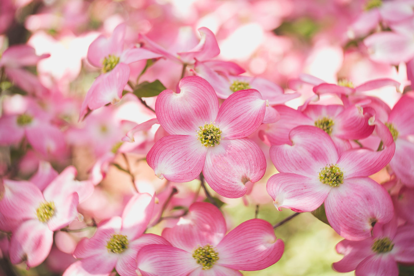 5 PINK FLOWERING DOGWOOD Tree Cornus Florida Rubra Native Ornamental Tree Seeds