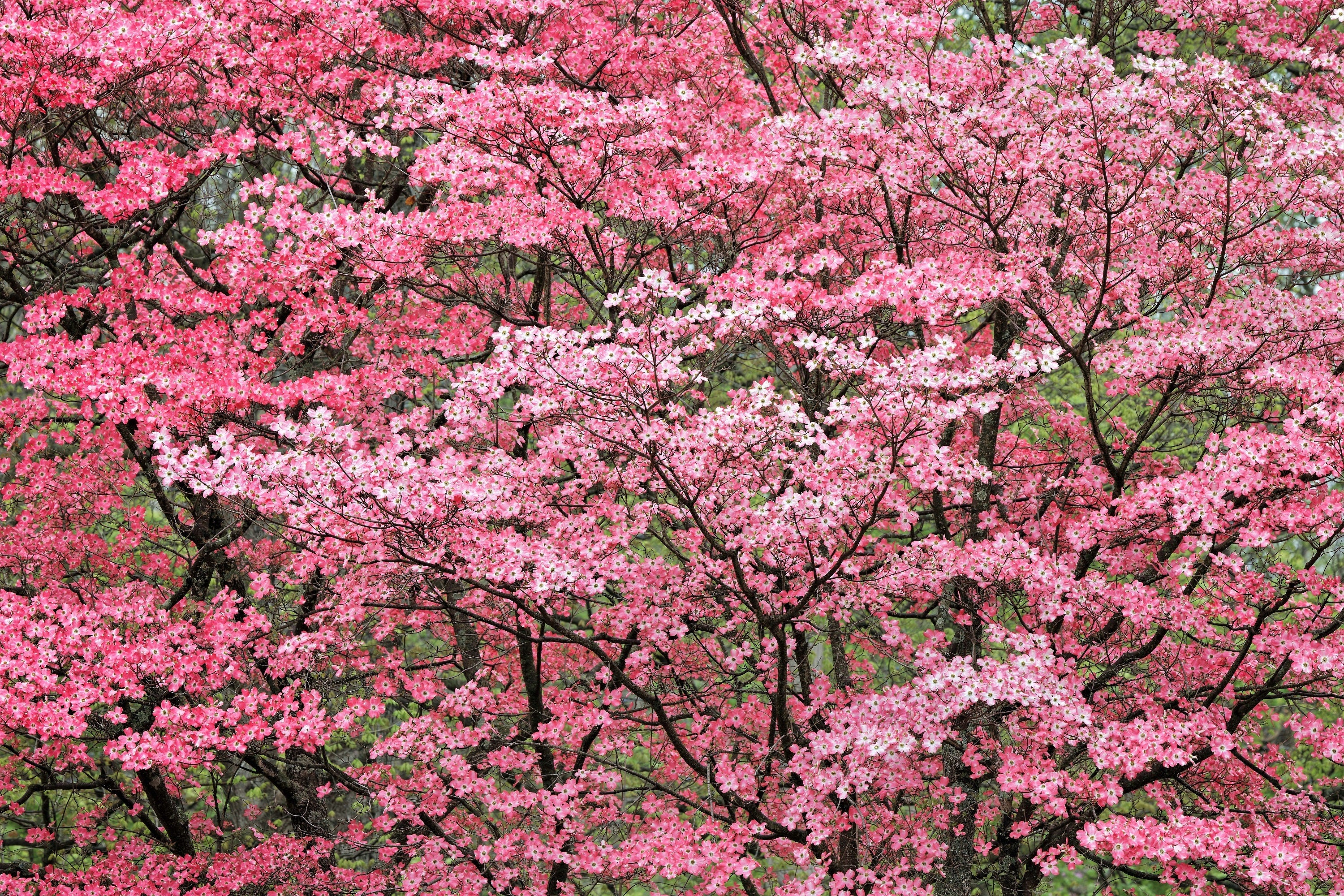 Red Flowering Dogwood Seeds – Cornus Florida Rubra – Cold Hardy, Showy Red Blooms