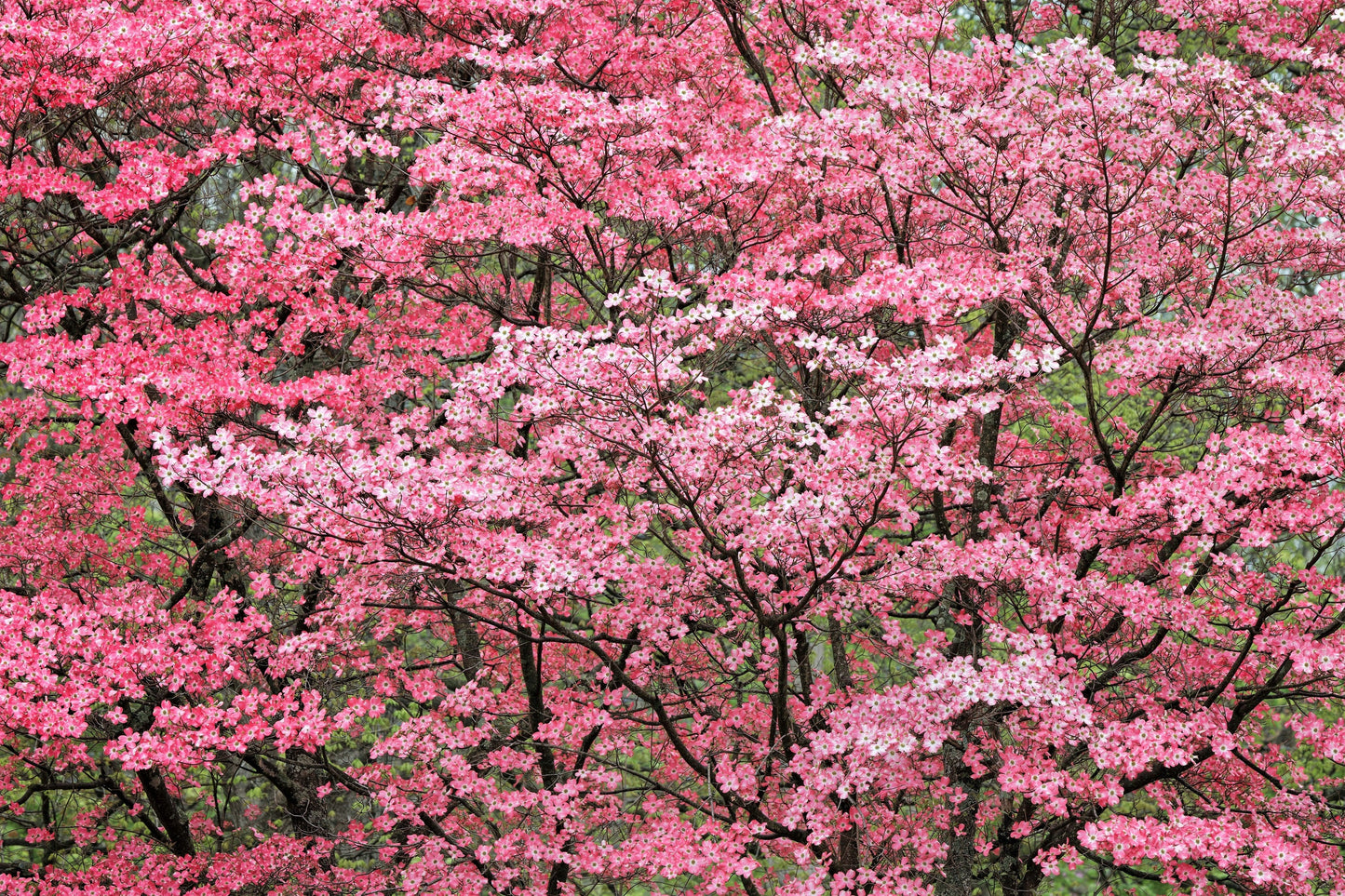 5 PINK FLOWERING DOGWOOD Tree Cornus Florida Rubra Native Ornamental Tree Seeds