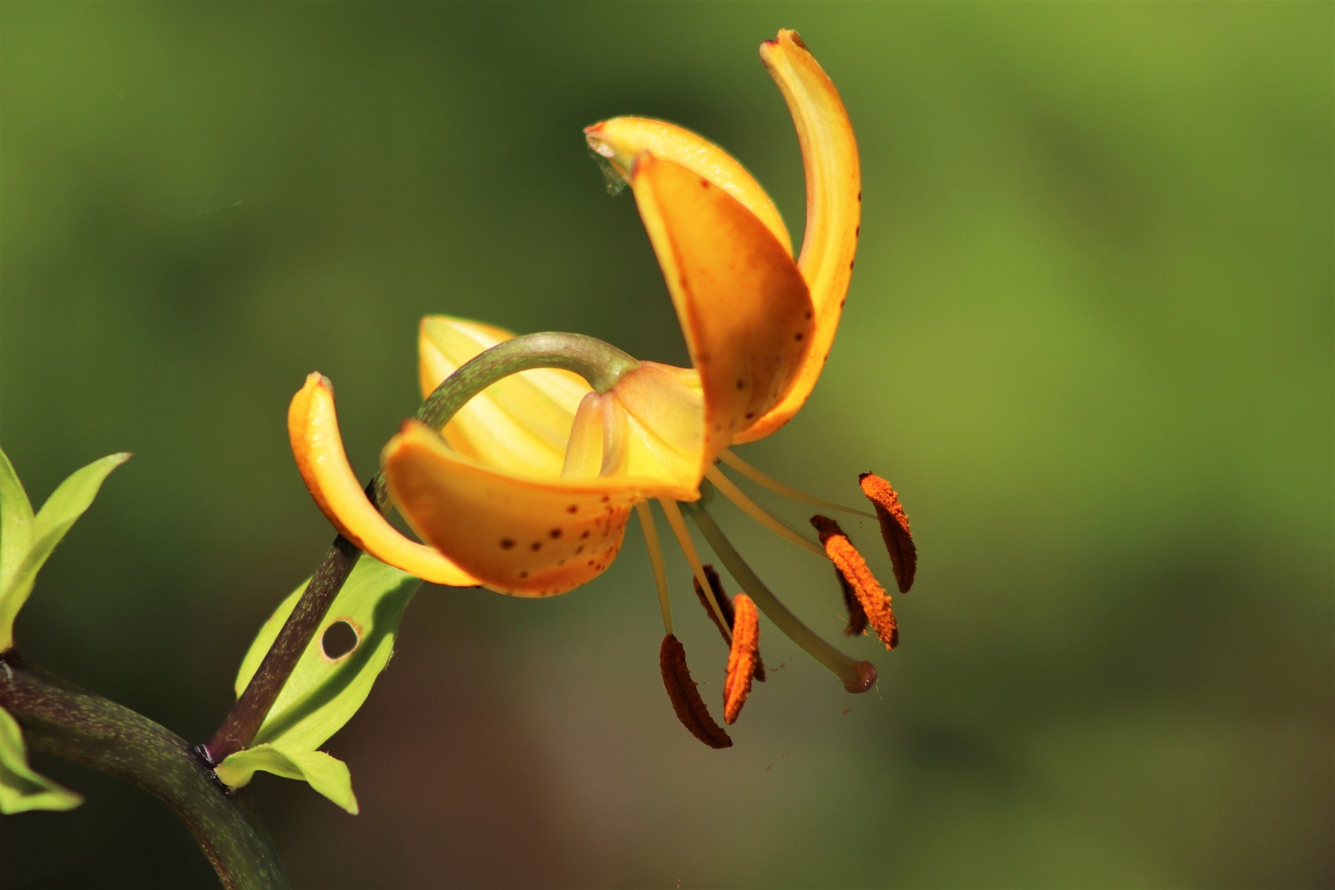 yellow lily type flower 20 COLUMBIAN TIGER LILY Oregon Lily Lilium Columbianum syn. Canadense – Seedville USA