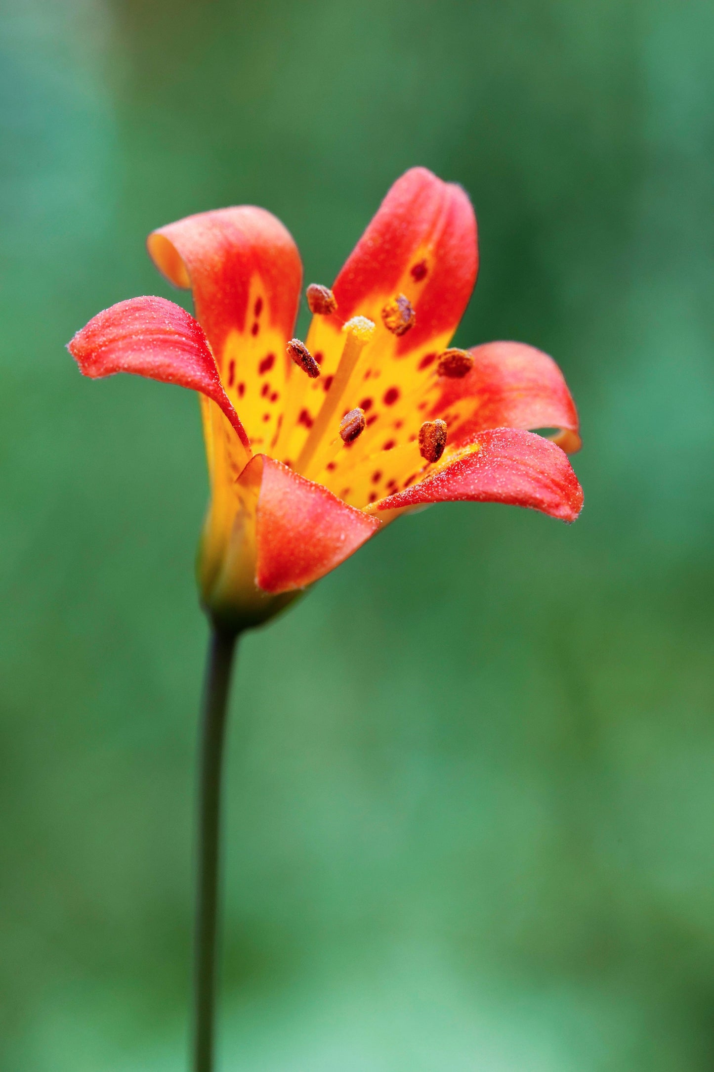 15 WESTERN HYBRIDS LILY Tiger, Leopard, Lemon, Alpine, Kellogg - Mixed Colors Pink, Red, Yellow, Orange - Native Lilium Flower Seeds