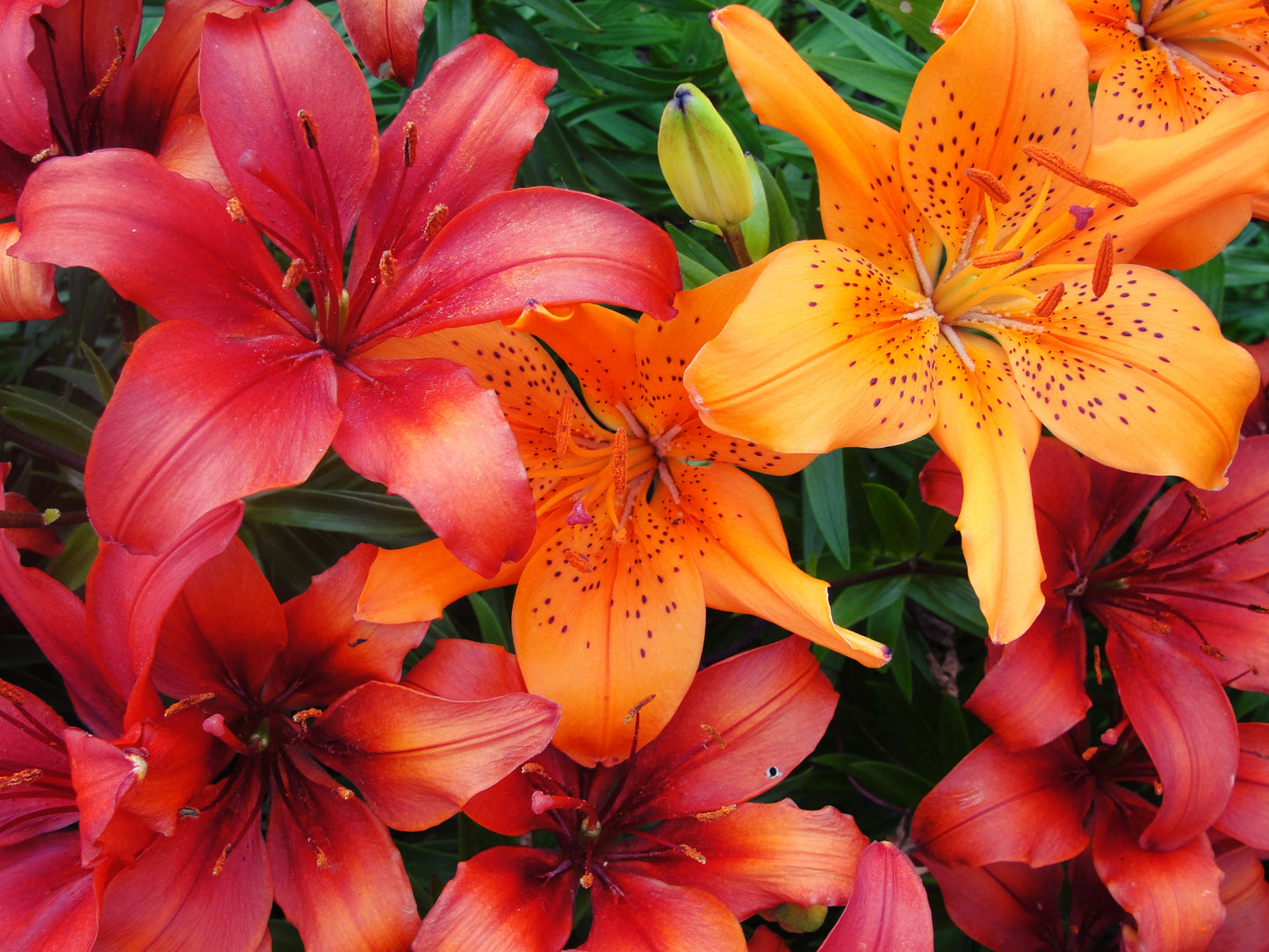 15 WESTERN HYBRIDS LILY Tiger, Leopard, Lemon, Alpine, Kellogg - Mixed Colors Pink, Red, Yellow, Orange - Native Lilium Flower Seeds