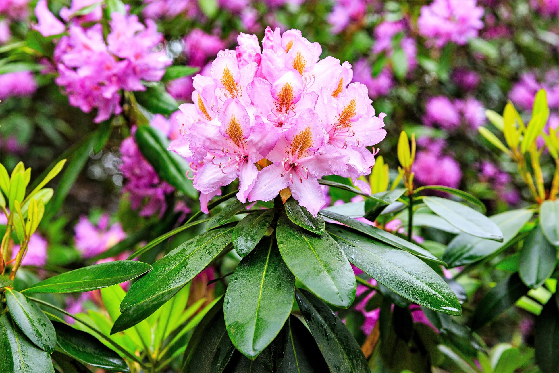 rhododendron flower seeds 50 MIXED HYBRIDS RHODODENDRON spp. Mixed Colors