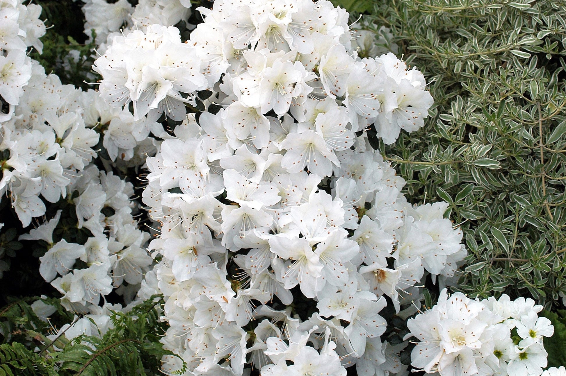 50 MIXED HYBRIDS RHODODENDRON spp. Mixed Colors