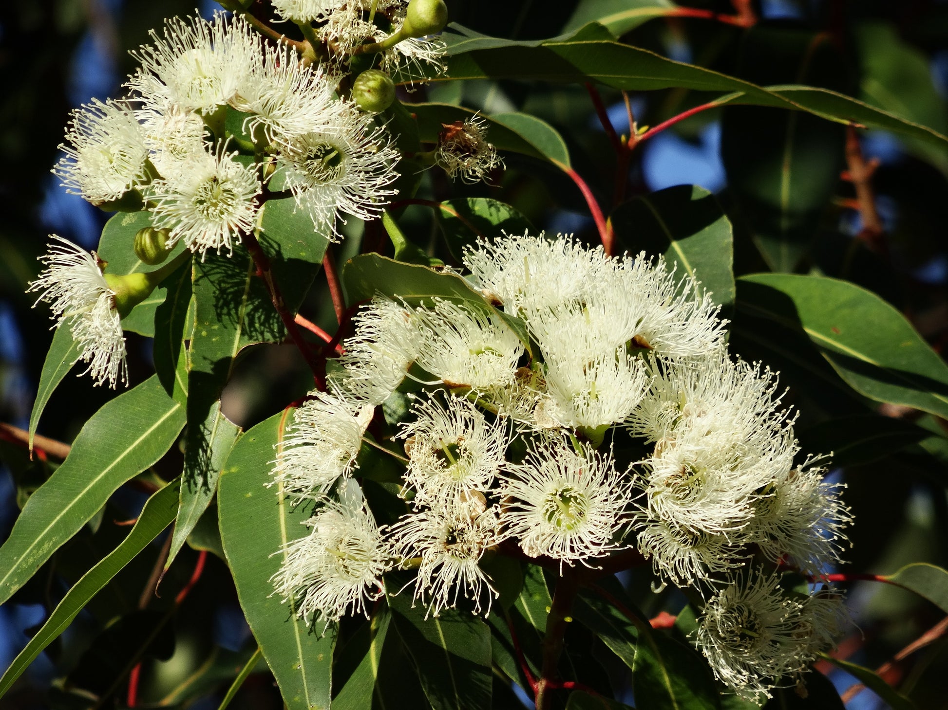 lemon eucalyptus plant indoor 50 LEMON SCENTED EUCALYPTUS Citriodora Tree aka Lemon Bush & Spotted Gum