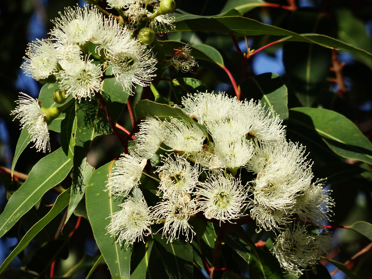 50 LEMON SCENTED EUCALYPTUS Citriodora Tree aka Lemon Bush & Spotted Gum - Colorful Bark White Flower Tree Seeds