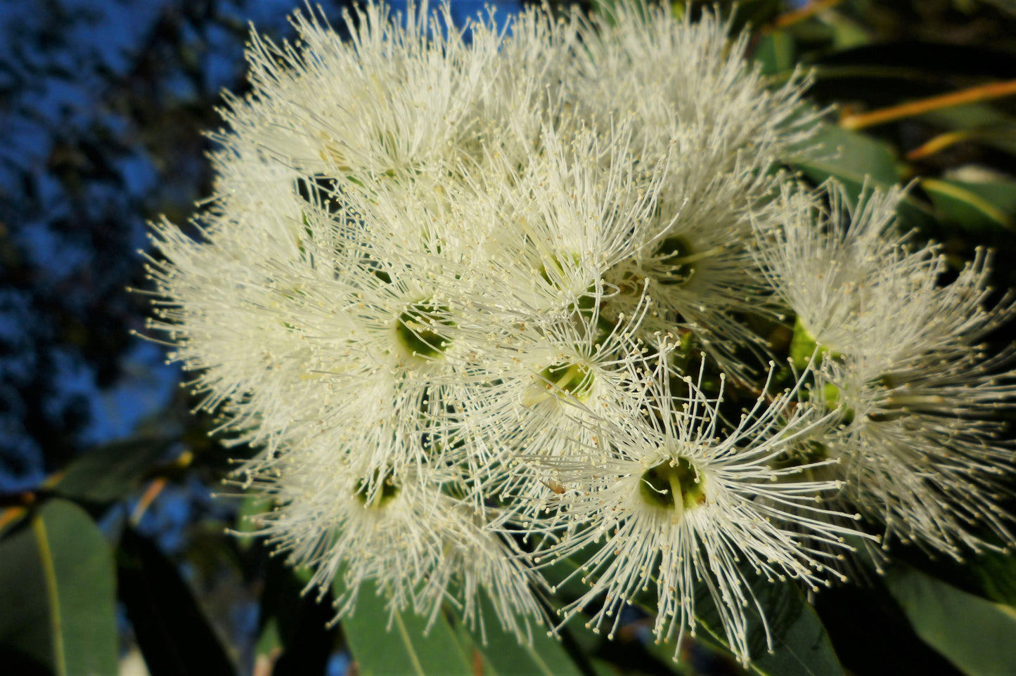 50 LEMON SCENTED EUCALYPTUS Citriodora Tree aka Lemon Bush & Spotted Gum - Colorful Bark White Flower Tree Seeds