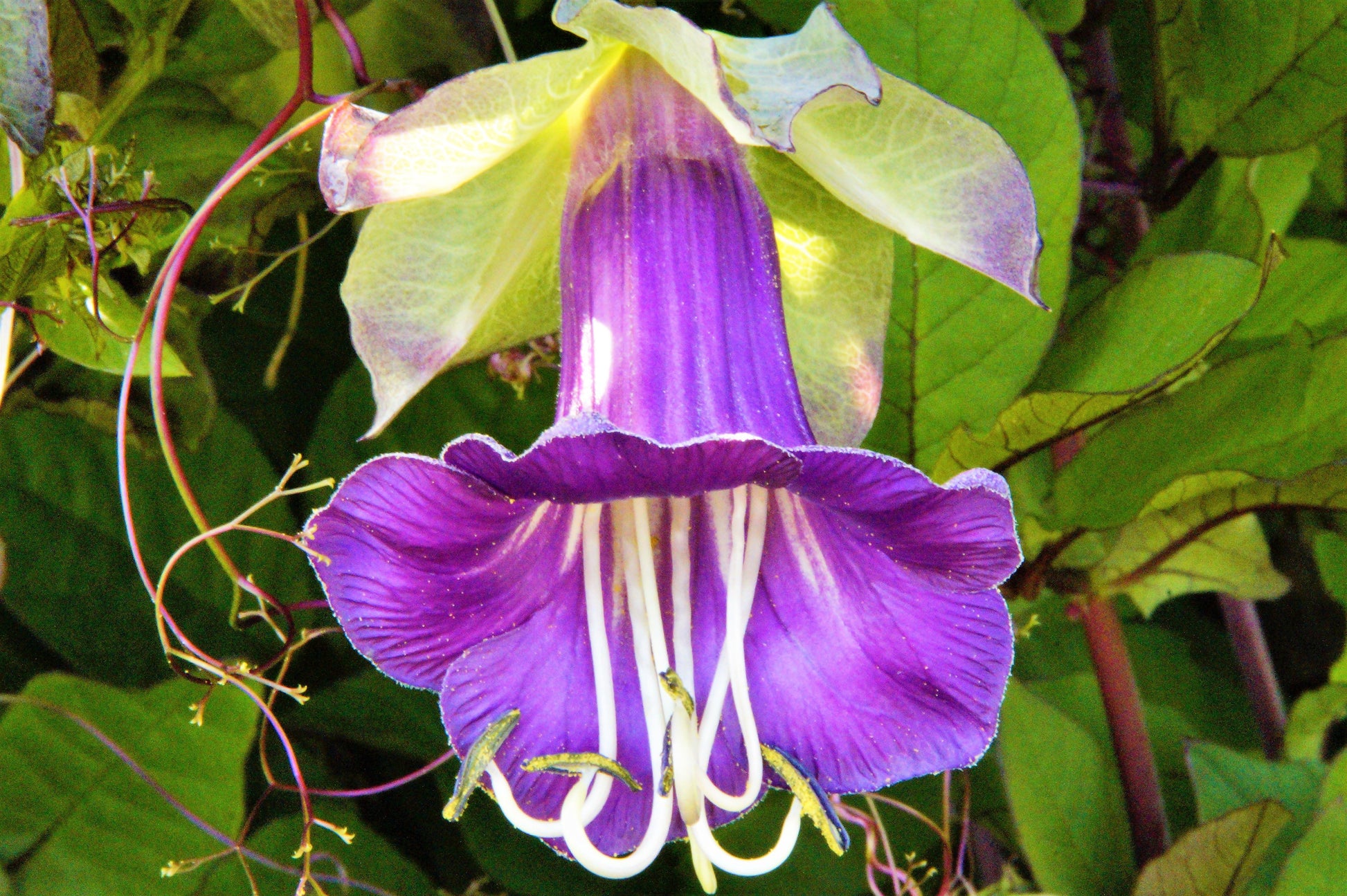 cup and saucer climbing plant 5 CUP & SAUCER VINE Cathedral Bells Cobaea Scandens Climber Purple Hummingbird Flower Seeds