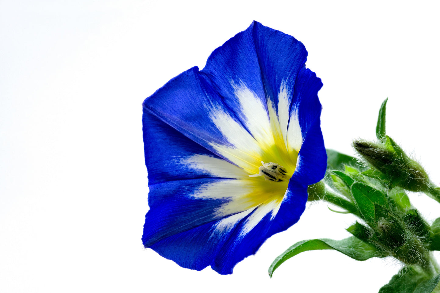35 Blue Dwarf ROYAL ENSIGN MORNING GLORY Convolvulus Tricolor Royal Blue White & Yellow Flower Vine Seeds