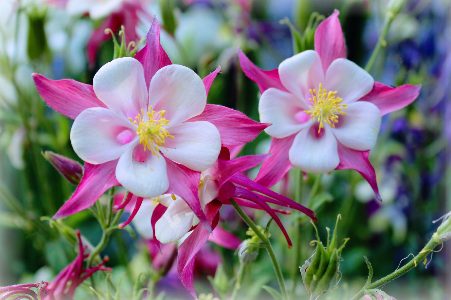 50 ROSE STAR COLUMBINE Aquilegia Caerulea Bicolor Rose Pink & White Flower Seeds