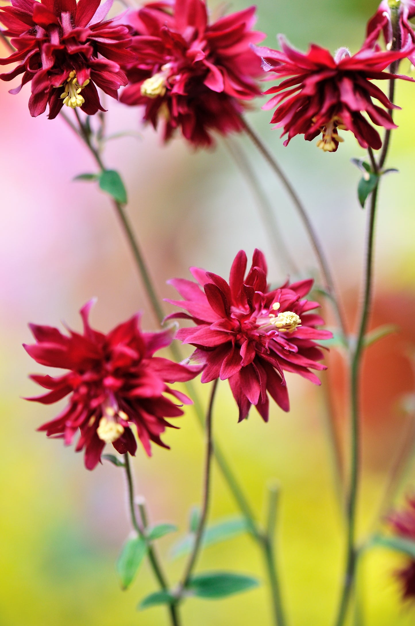 100 TALL DOUBLE COLUMBINE Aquilegia Vulgaris Mixed Colors Red, Pink, Purple, & White Flower Seeds