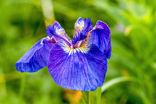 20 ALASKA IRIS Setosa Wild Flag Beachhead Blue Purple White Yellow Native Wetland Flower Seeds