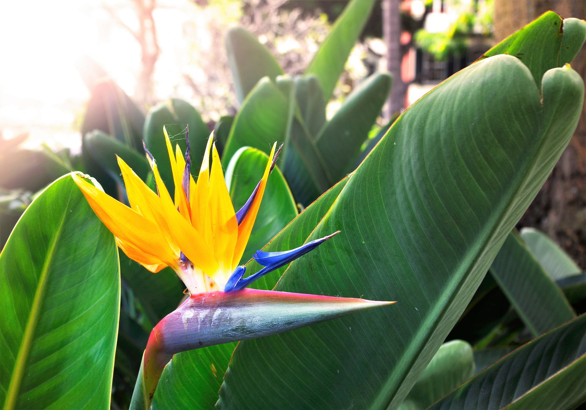 bird of paradise plant seeds 5 TROPICAL BIRD OF PARADISE Strelitzia Reginae Crane Flower Houseplant – Seedville USA