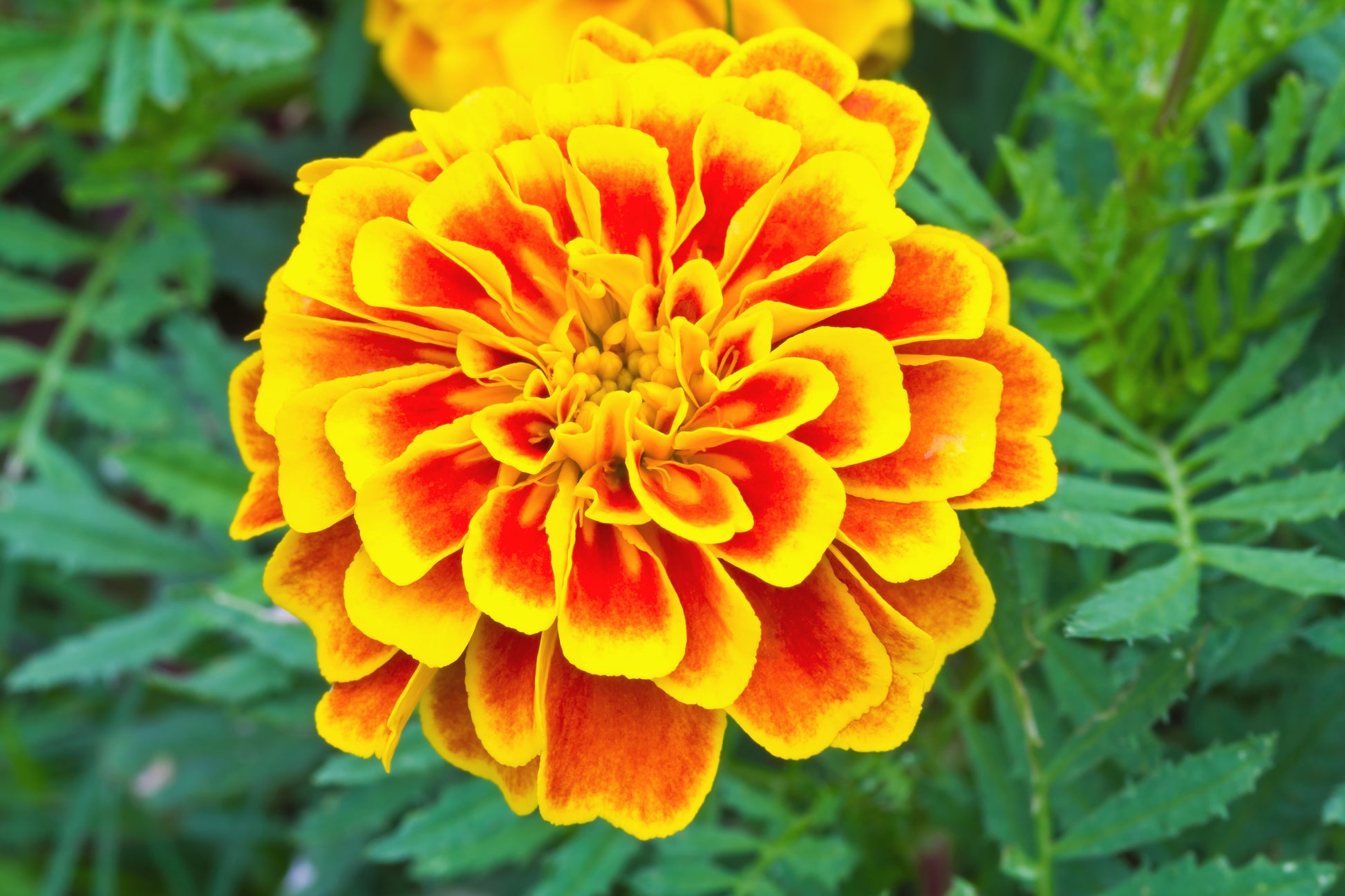 cost of marigold seeds 400 FRENCH MARIGOLD SPARKY Mixed Colors Tagetes Patula Orange Yellow R – Seedville USA