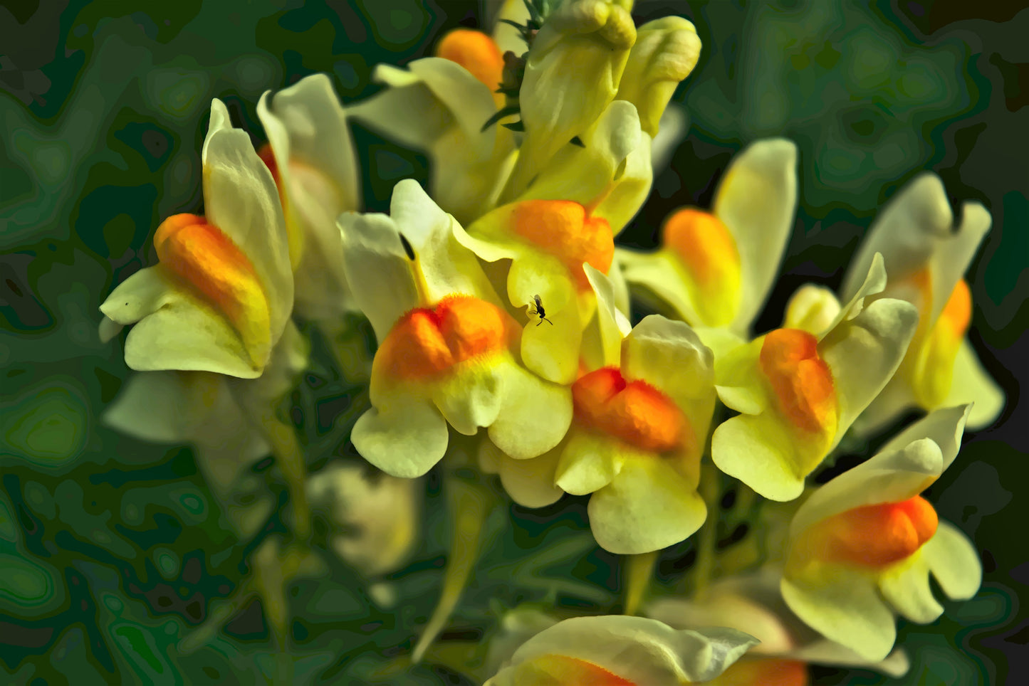 500 BUTTER & EGGS TOADFLAX Linaria Vulgaris Wild Snapdragon Bicolor Yellow Flower Seeds