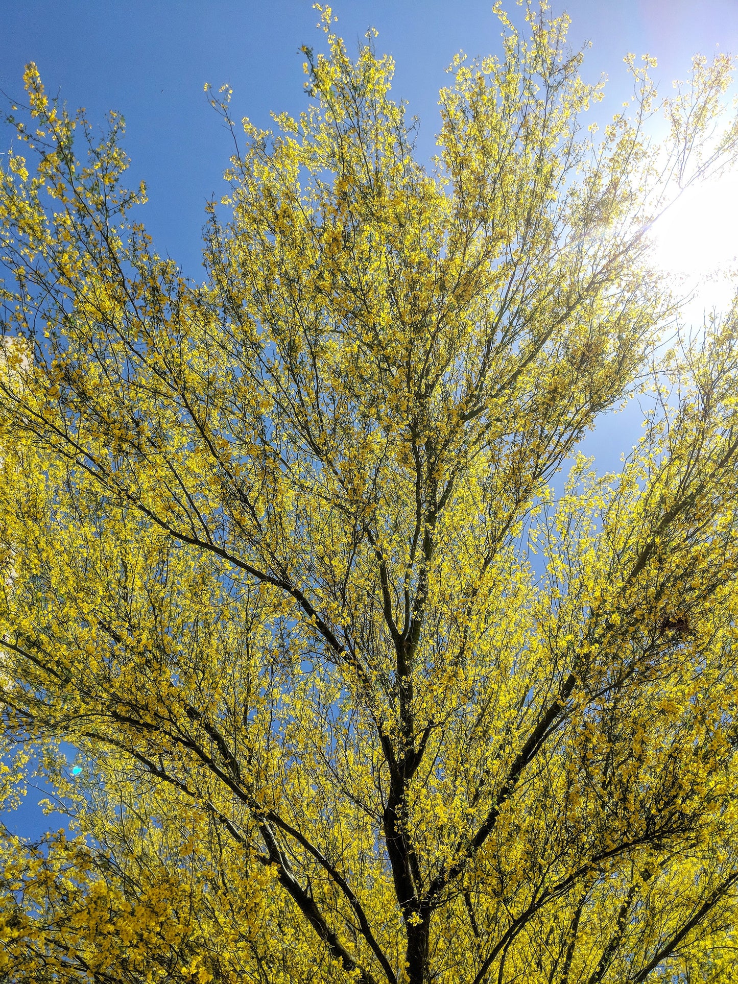 25 JERUSALEM THORN TREE Mexican Palo Verde Parkinsonia Aculeata Yellow & Red Flower Large Shrub Small Tree Legume Seeds