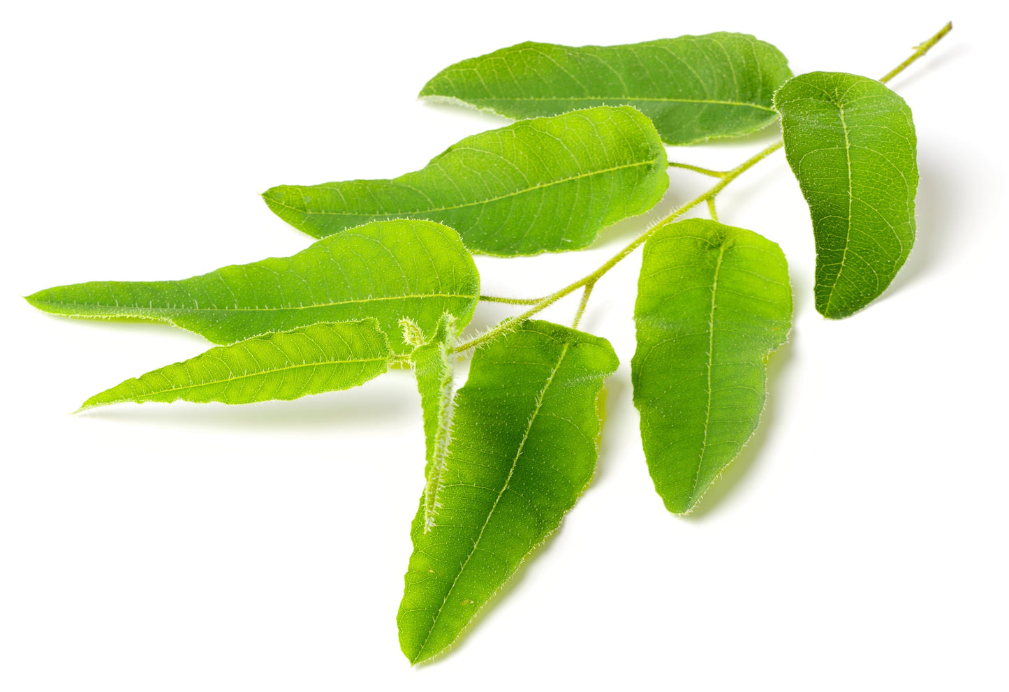 50 LEMON SCENTED EUCALYPTUS Citriodora Tree aka Lemon Bush & Spotted Gum - Colorful Bark White Flower Tree Seeds