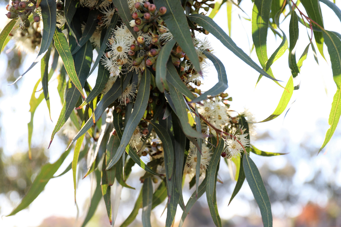 50 LEMON SCENTED EUCALYPTUS Citriodora Tree aka Lemon Bush & Spotted Gum - Colorful Bark White Flower Tree Seeds