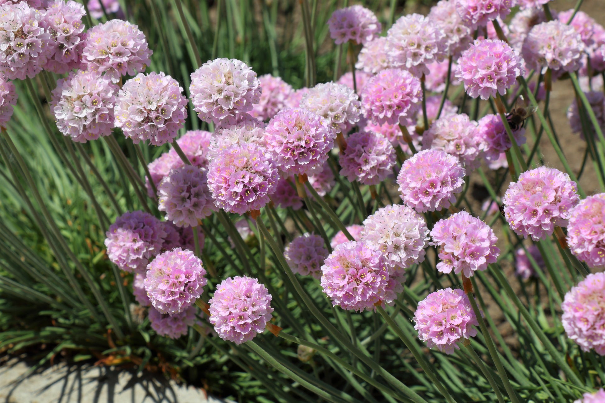thrift flower seeds 50 SEA THRIFT Armeria Maritima California Sea Pink Cliff Rose Cushion – Seedville USA