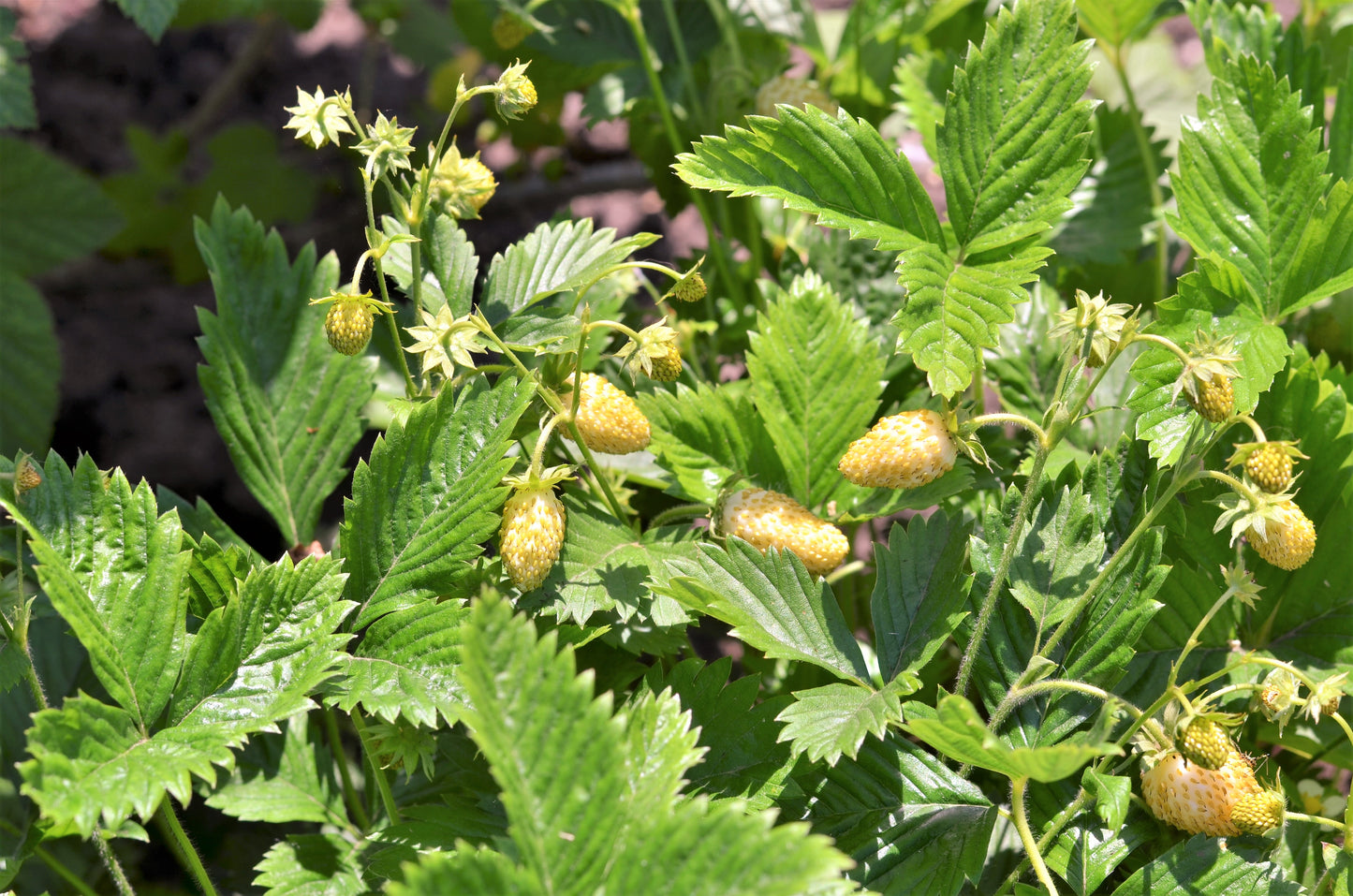 100 YELLOW WONDER STRAWBERRY Everbearing Heirloom Alpine Fragaria Vesca Yellow Berry Fruit Seeds