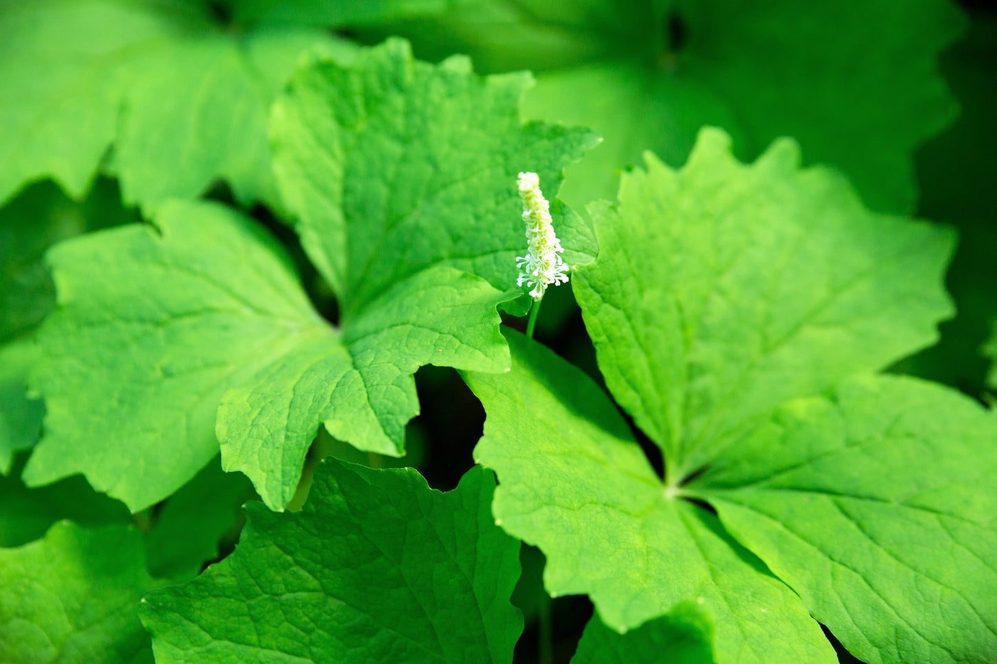 10 VANILLA LEAF Achlys Triphylla Deer Foot Vanillaleaf Fragrant Foliage White Shade Groundcover Flower Seeds