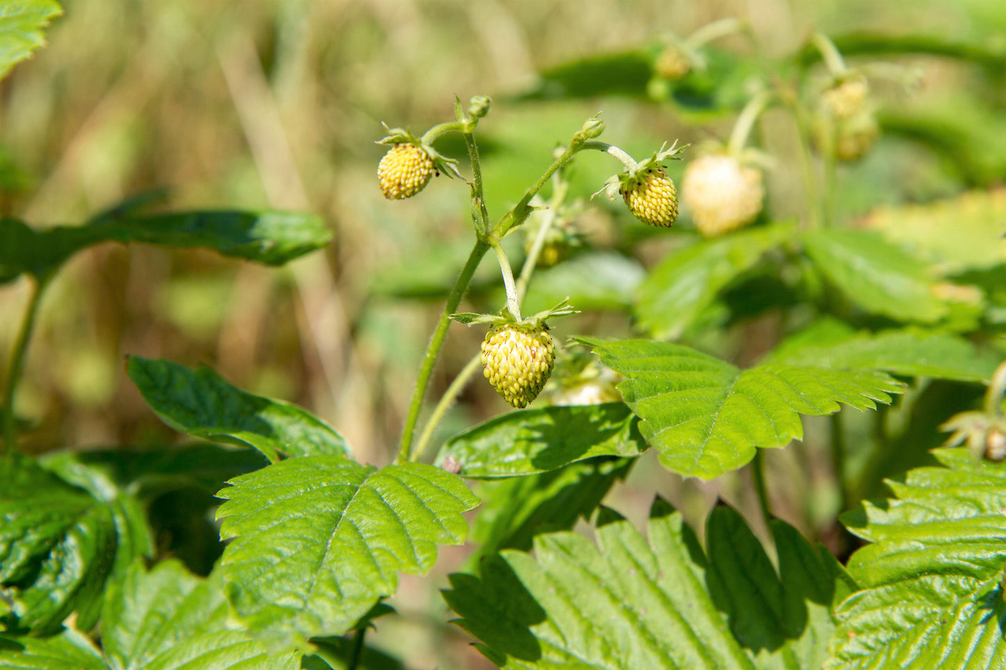 100 YELLOW WONDER STRAWBERRY Everbearing Heirloom Alpine Fragaria Vesca Yellow Berry Fruit Seeds