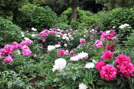 10 TREE PEONY Mountain Paeony Paeonia Suffruticosa Arborea Mixed Colors Red Pink White Purple Yellow Bicolor Flower Shrub Seeds