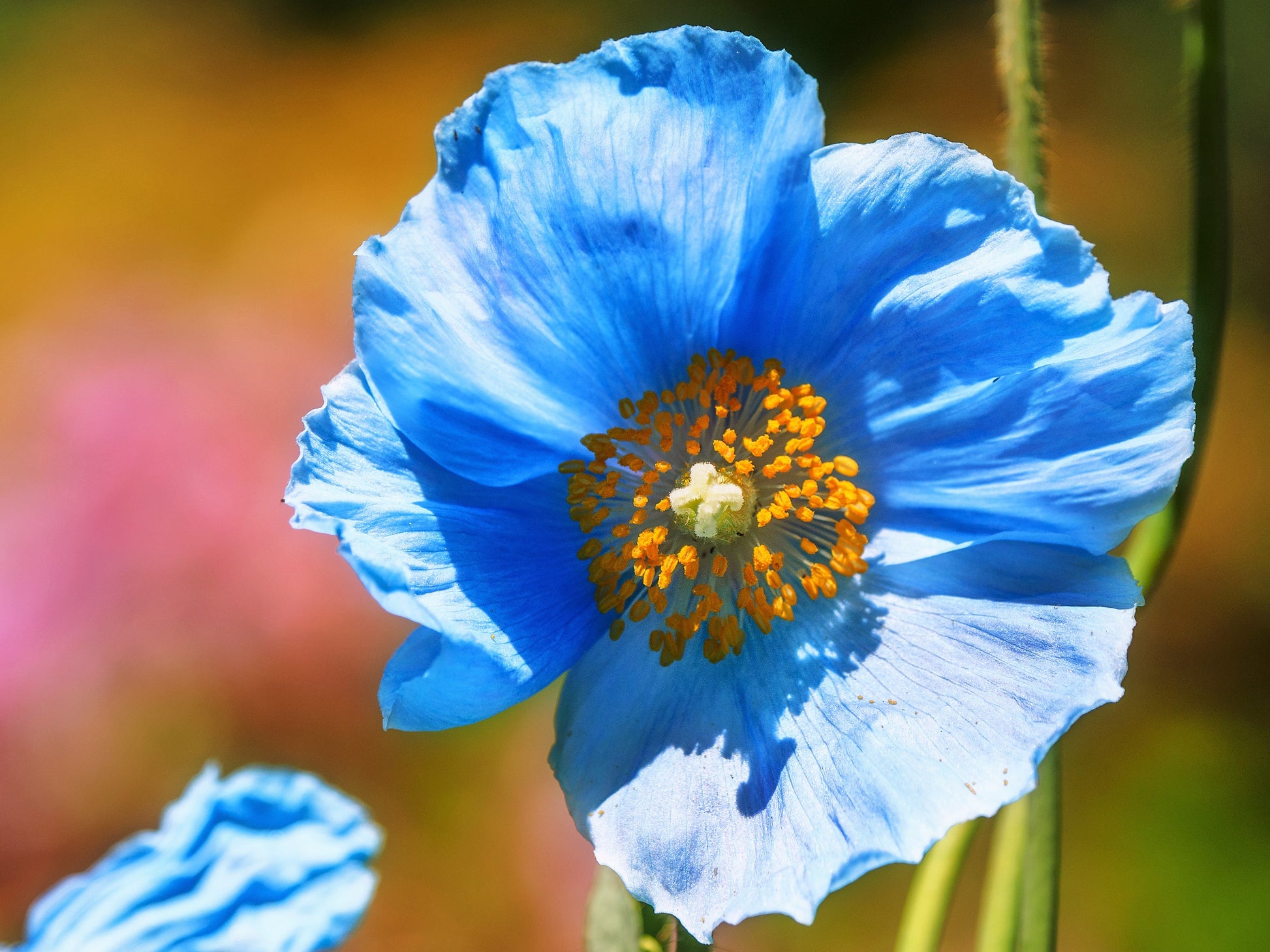 blue poppy flower seeds 10 BLUE HIMALAYAN POPPY Tibetan Meconopsis Betonicifolia Flower Seeds