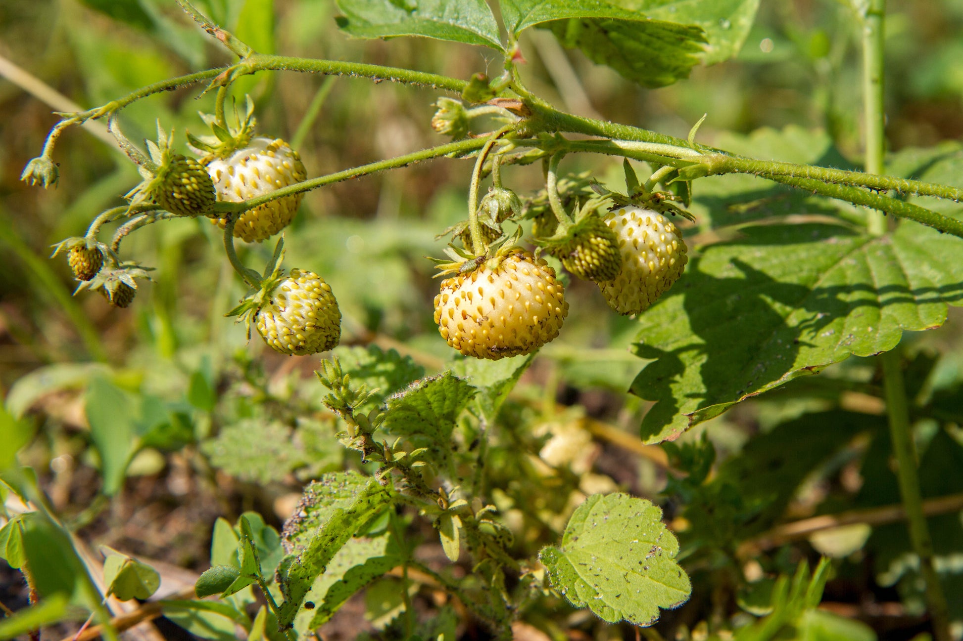 yellow strawberry seeds 100 YELLOW WONDER STRAWBERRY Everbearing Heirloom Alpine Fragaria Vesc – Seedville USA