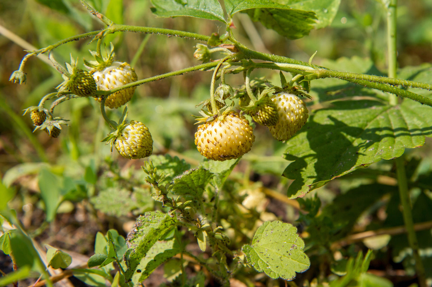 100 YELLOW WONDER STRAWBERRY Everbearing Heirloom Alpine Fragaria Vesca Yellow Berry Fruit Seeds