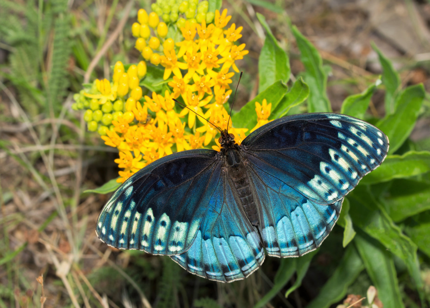 10 GAY BUTTERFLIES MILKWEED Red Yellow Orange Mix Asclepias Tuberosa Butterfly Weed Flower Seeds