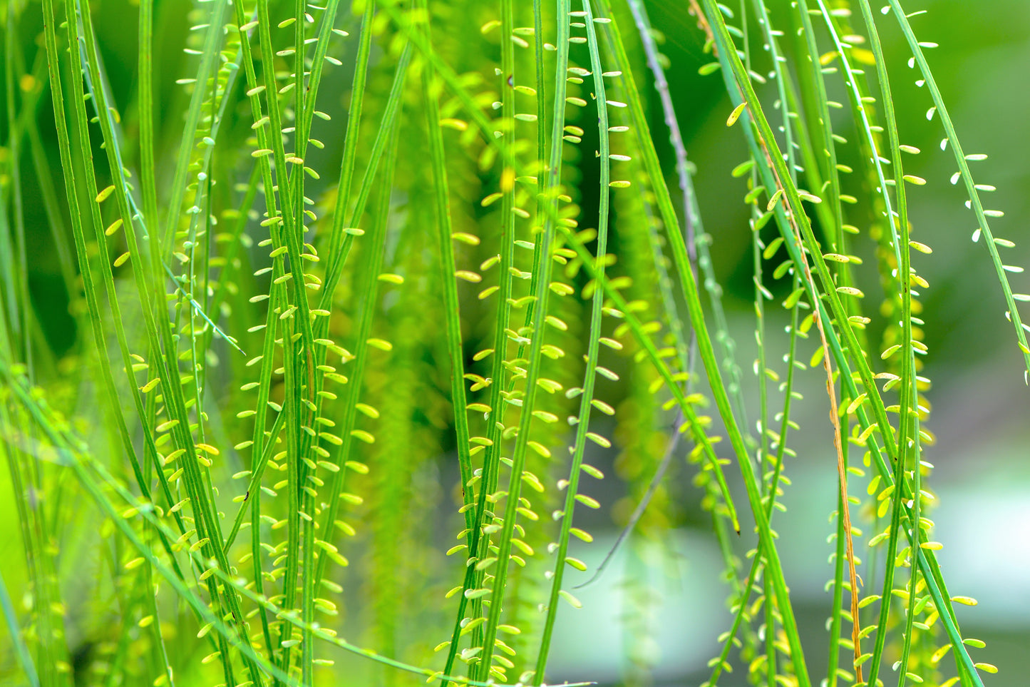 25 JERUSALEM THORN TREE Mexican Palo Verde Parkinsonia Aculeata Yellow & Red Flower Large Shrub Small Tree Legume Seeds