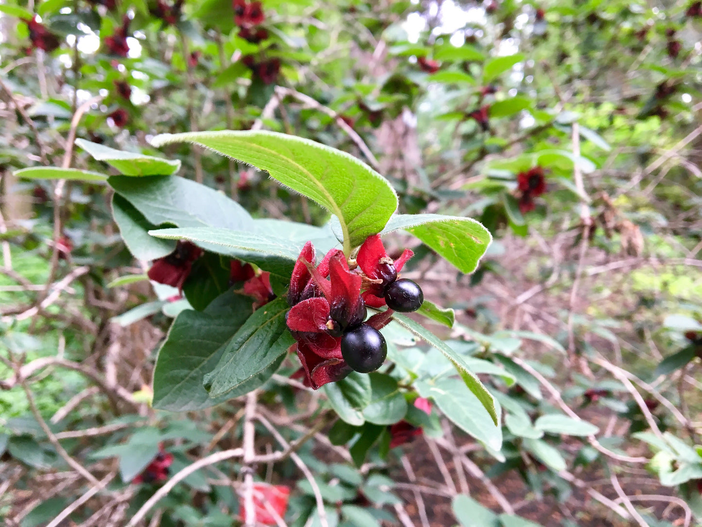 25 TWINBERRY HONEYSUCKLE Lonicera Involucrata California Bearberry Black Twin Berry Endangered Native Sun or Shade Shrub Yellow Red Hummingbird Flower Seeds