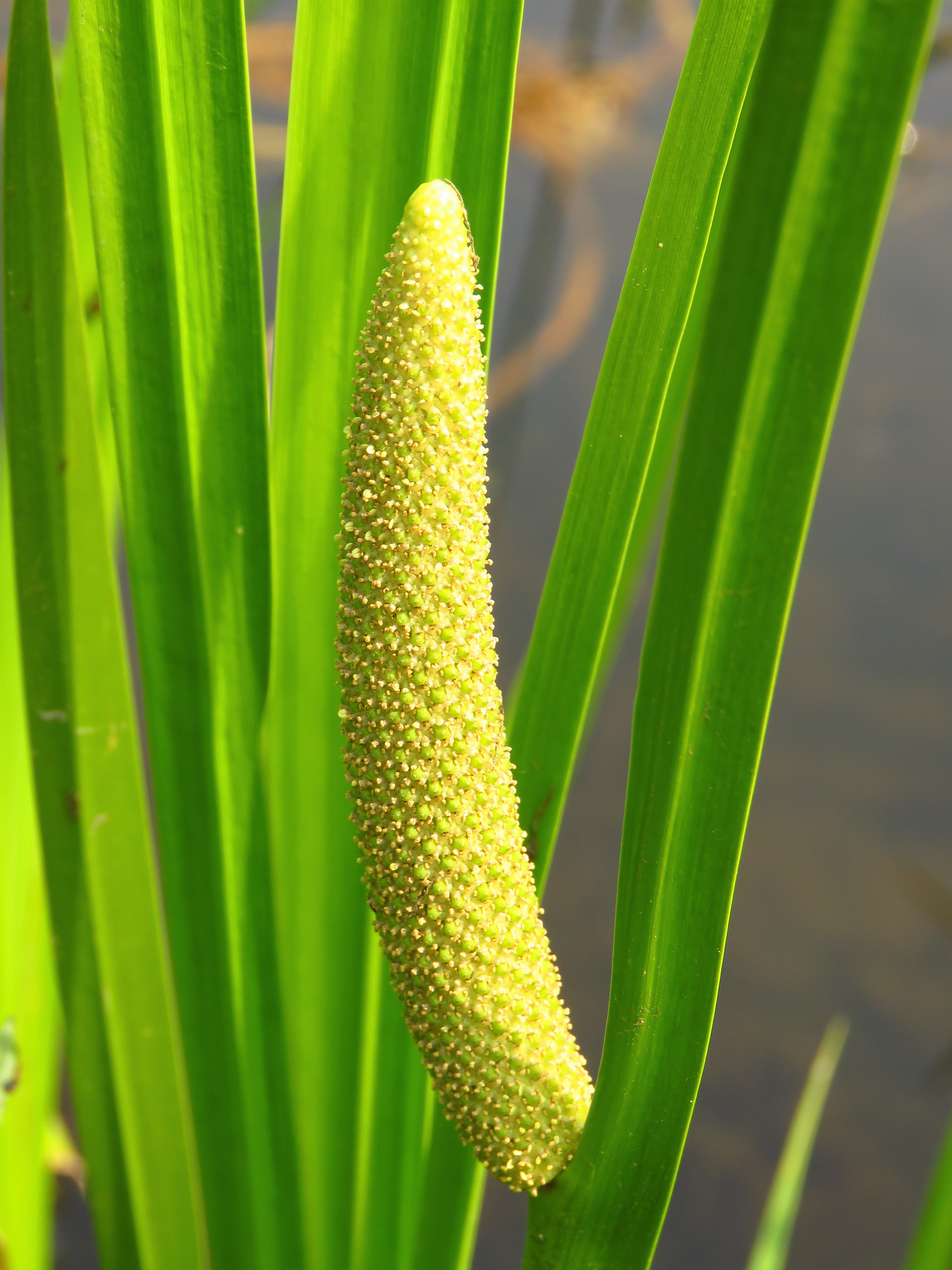 250 SWEET FLAG GRASS Wetland Pond Acorus Calamus Ornamental Seeds ...