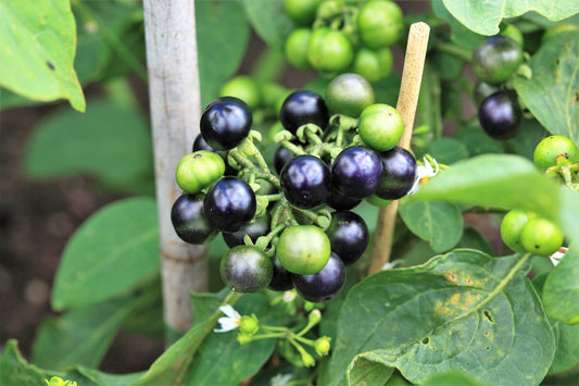 100 GARDEN HUCKLEBERRY (Ground Cherry) Solanum Melanocerasum Berry Fruit Bush Seeds