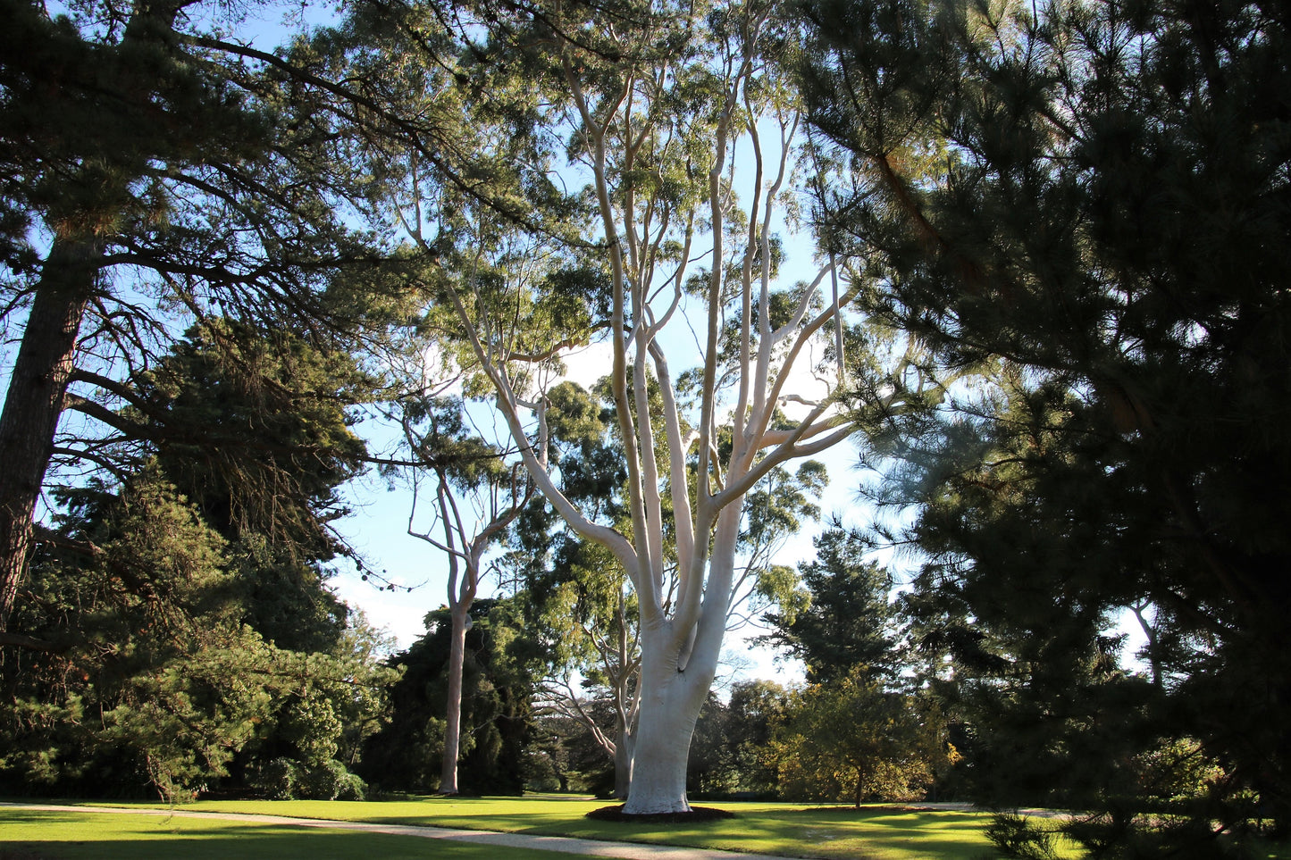 50 LEMON SCENTED EUCALYPTUS Citriodora Tree aka Lemon Bush & Spotted Gum - Colorful Bark White Flower Tree Seeds