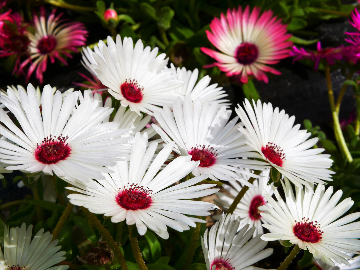 100 Gelato WHITE ICE PLANT Mesembryanthemum Livingstone Daisy Flower Seeds