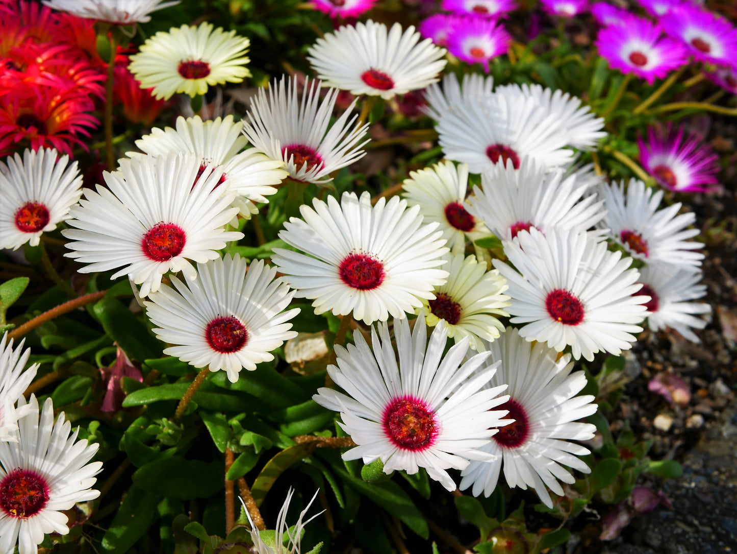 livingston flower seeds 100 Gelato WHITE ICE PLANT Mesembryanthemum Livingstone Daisy Flower Seeds