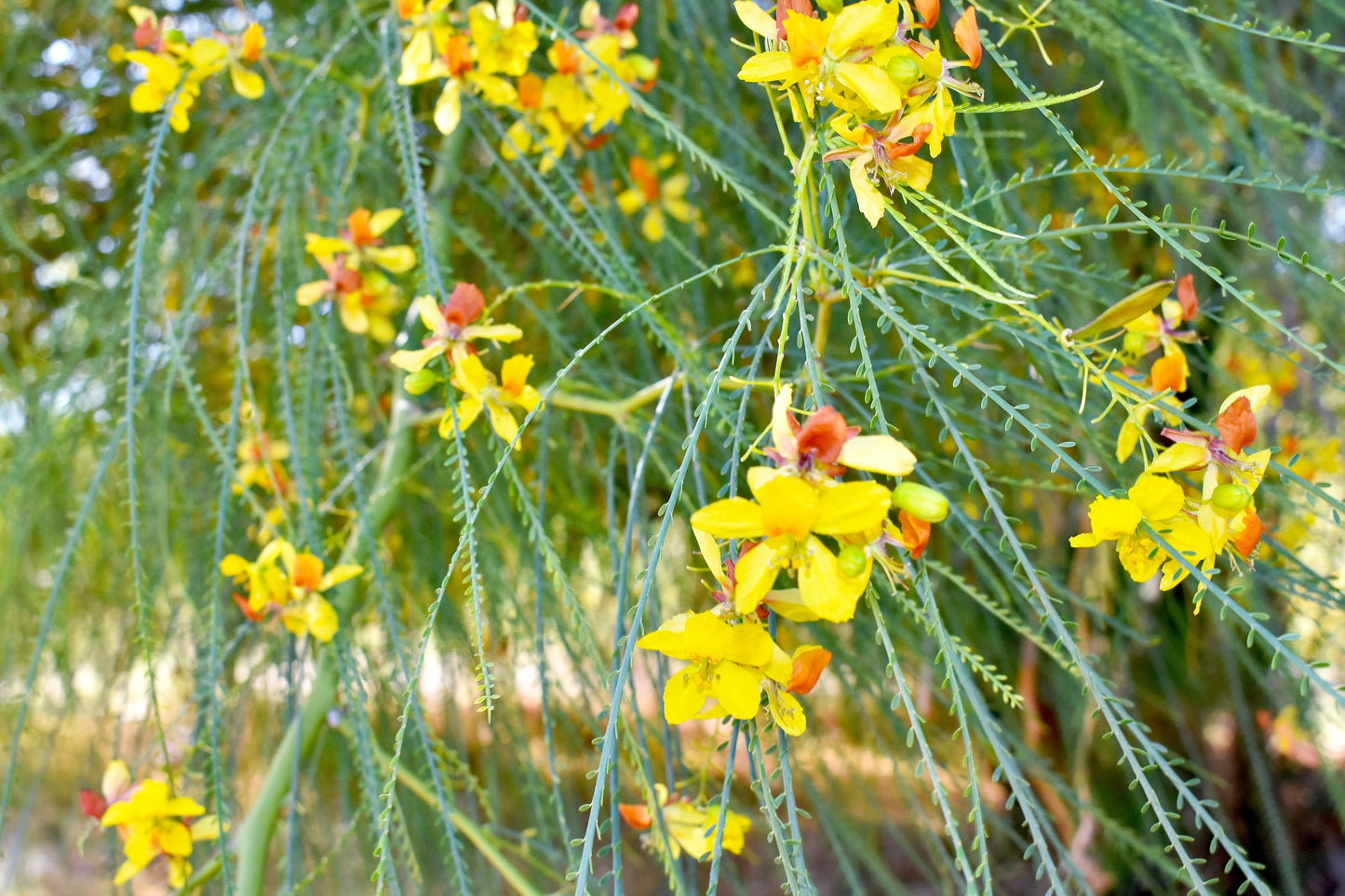 25 JERUSALEM THORN TREE Mexican Palo Verde Parkinsonia Aculeata Yellow & Red Flower Large Shrub Small Tree Legume Seeds