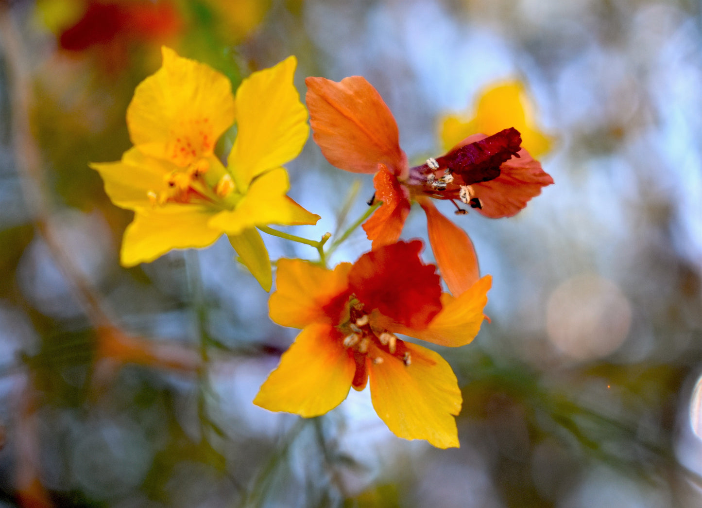 25 JERUSALEM THORN TREE Mexican Palo Verde Parkinsonia Aculeata Yellow & Red Flower Large Shrub Small Tree Legume Seeds