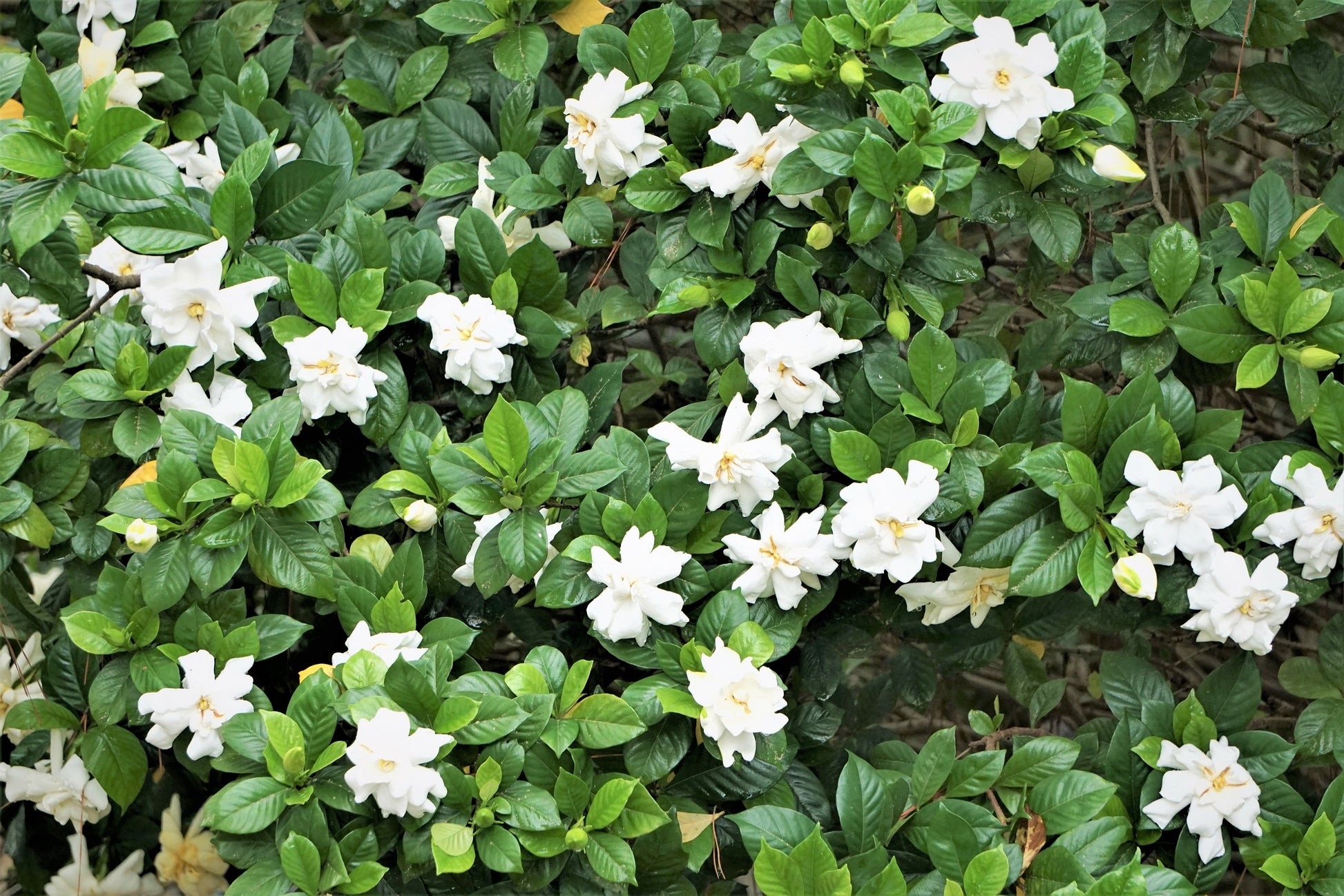 cape jasmine house plant 50 GARDENIA Jasminoides / CAPE JASMINE Fragrant White Shrub Houseplant Flower Seeds
