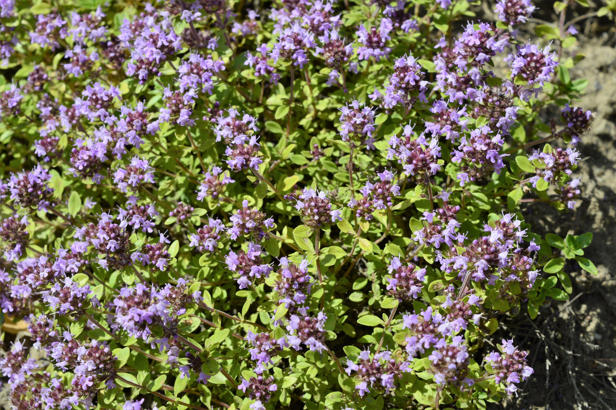 1000 LEMON THYME Thymus Pulegioides Herb Purple Flower Fragrant Evergr ...