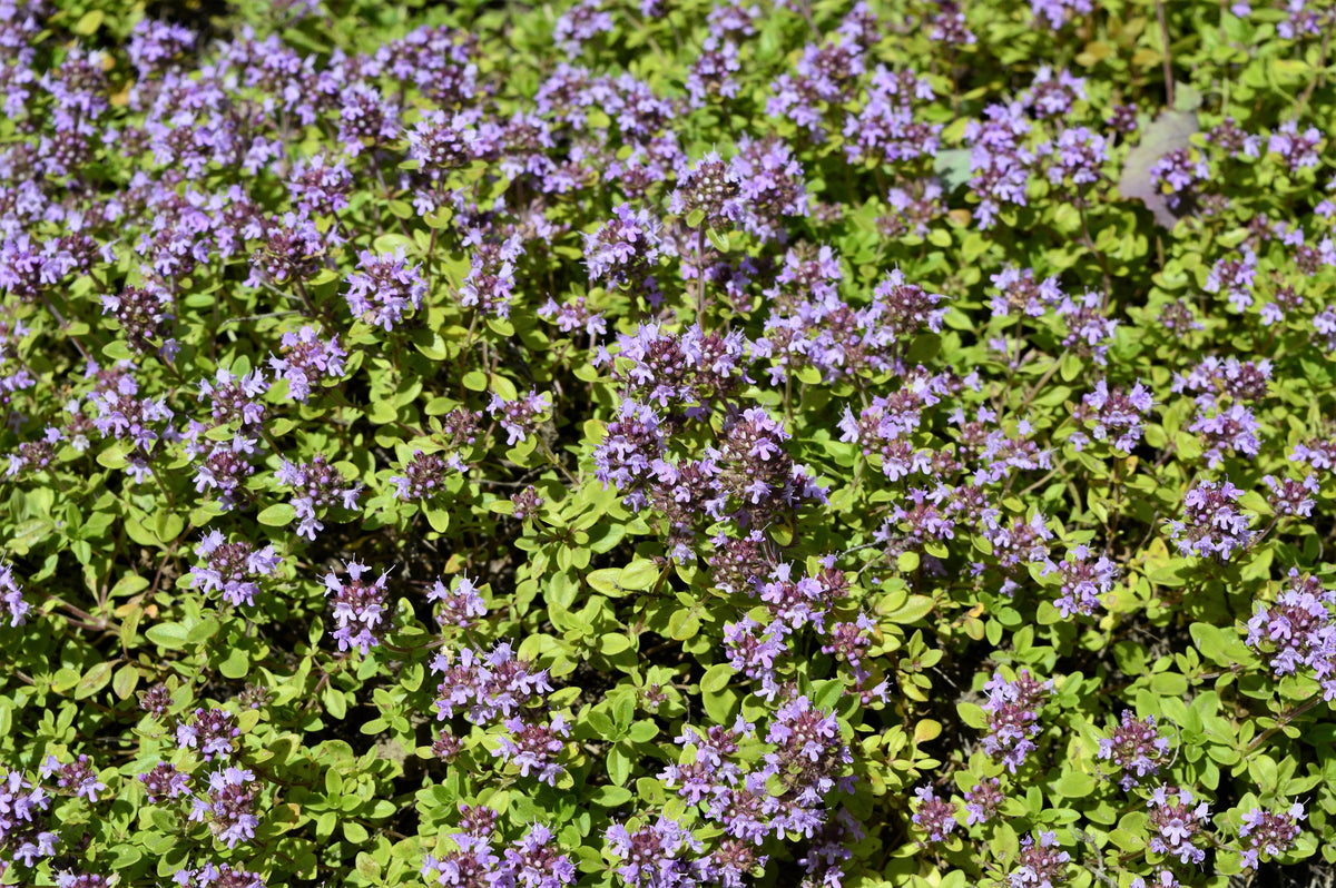 1000 LEMON THYME Thymus Pulegioides Herb Purple Flower Fragrant Evergr ...