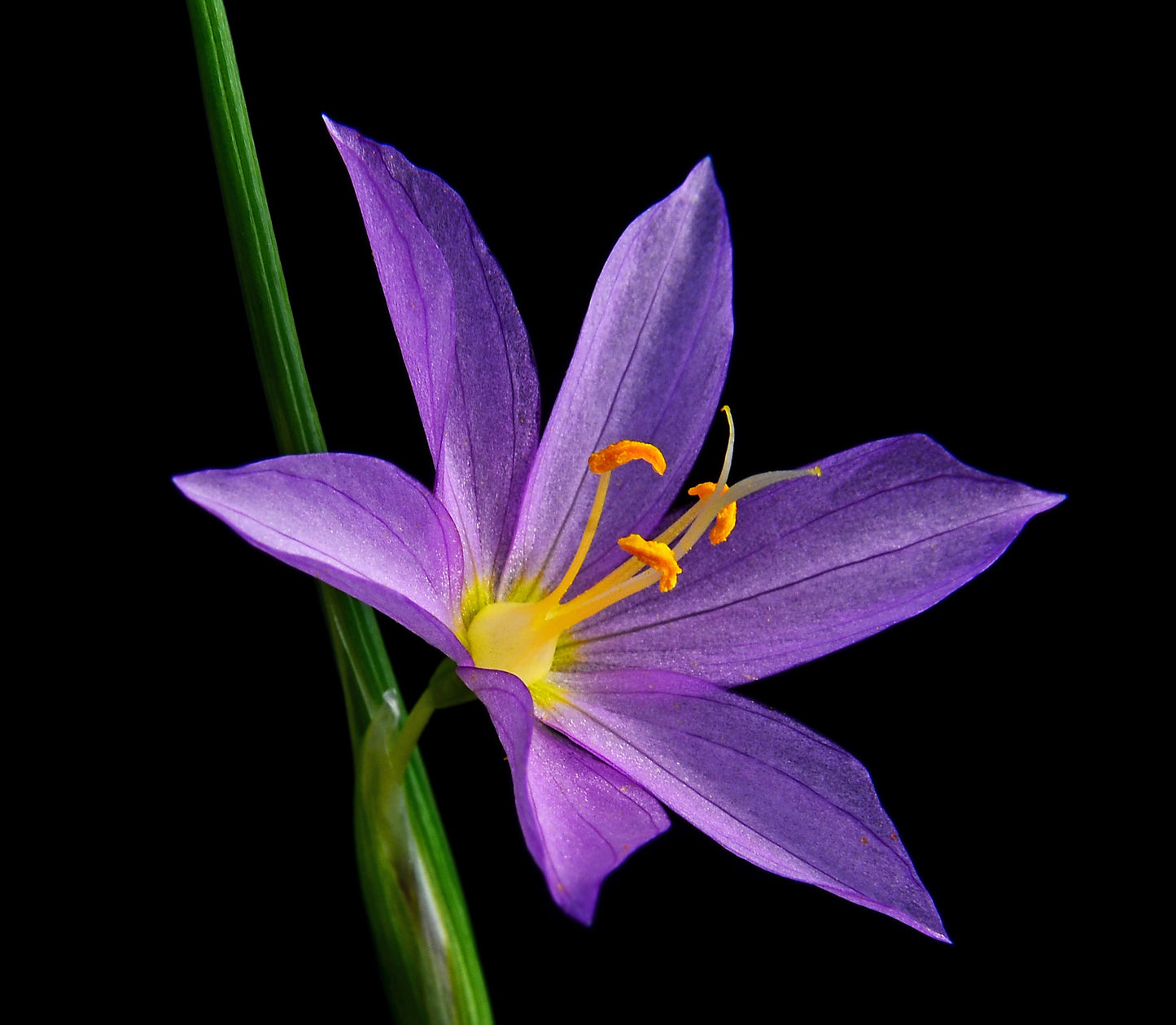 20 GRASSWIDOW Purple-Eyed Grass Sisyrinchium Inflatum syn. Olsynium Douglasii Grass Widows Reddish Purple Ornamental Grass Flower Seeds