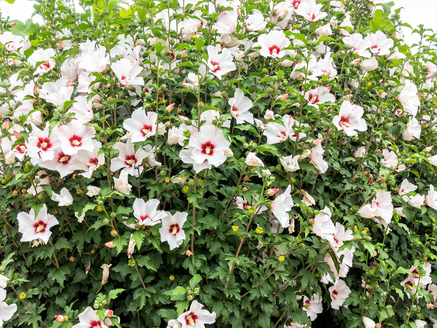 25 White & Hot Pink ROSE Of SHARON HIBISCUS Syriacus Flower Tree Bush Seeds