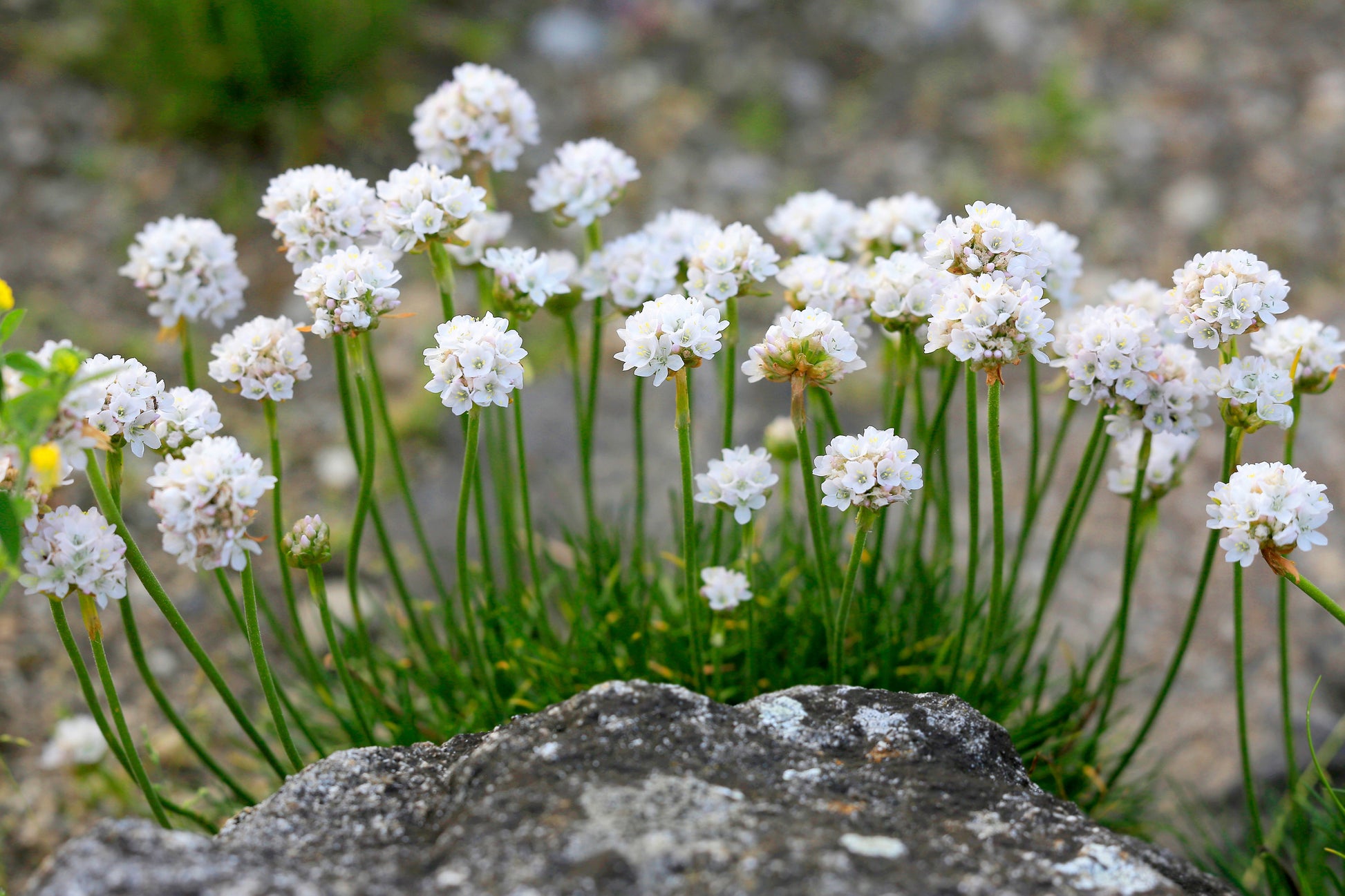 thrift plant seeds 50 SEA THRIFT Armeria Maritima California Sea Pink Cliff Rose Cushion Pink Lavender Native Maritime Flower Seeds